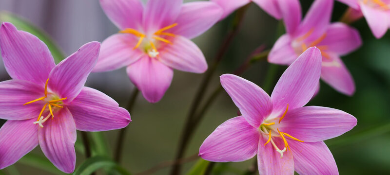 Zephyranthes pink violet blooms macro. Botanical flyer, flower leaflet, nature card