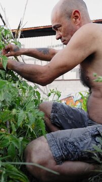Shirtless mature man gardening, crouching and tying tomato plants to supports. Sustainable urban farming and organic food production lifestyle. Vertical