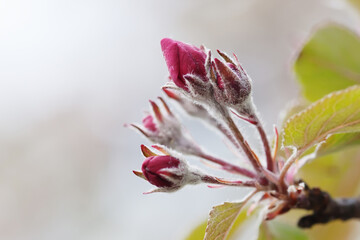 Fototapeta premium Young red flowers on apple tree branch. Spring garden concept, blossom poster, flora banner