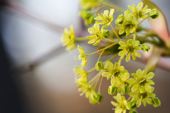 Blooming maple with yellow flowers, macro. Tree blossom concept, garden poster, flora banner
