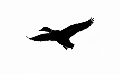 Obraz premium Silhouette of a flying duck against a white background, a symbol of nature and freedom in wildlife