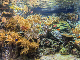 Colorful coral reef with tropical fish swimming among soft corals. Underwater seascape filled with diverse marine life and clear water. © moo