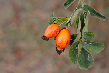 Close-up of ripe orange rose hips growing on a branch in autumn. © Alpaka