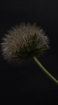Vertical Time Lapse of Dandelion Flower Opening and Transforming into a White Seed Head 