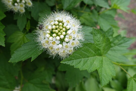 White flowers in the leafage of common ninebark in May