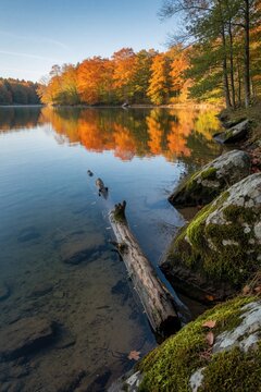 Autumn forest with orange and yellow trees reflects in calm lake water. Mossy rocks and fallen log lie near clear shore. Sunny blue sky with light clouds.