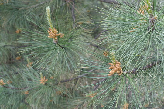 Pollen cones of Pinus sylvestris in May