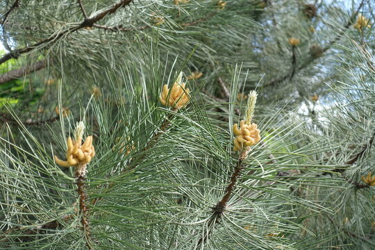 Pollen cones of Pinus sylvestris in May