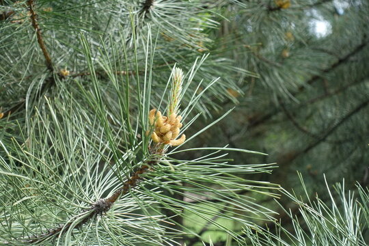 Pollen cones of Pinus sylvestris in May