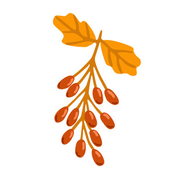 Autumn barberry plant branch. Hand drawn orange-red berries and fall leaves, isolated on a white background. Warm seasonal colors and a simple botanical style. Flat vector illustration. 