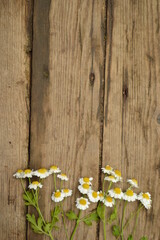 Fototapeta premium Delicate white chamomile flowers arranged on weathered rustic wooden planks