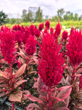 Bright red celosia flowers blooming in garden flowerbed on blurred city background. Plumed cockscomb plant with vivid crimson blooms growing outdoors in summer.