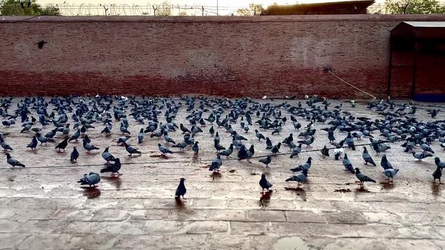 Flock of pigeons gathered on a stone courtyard with a brick wall background