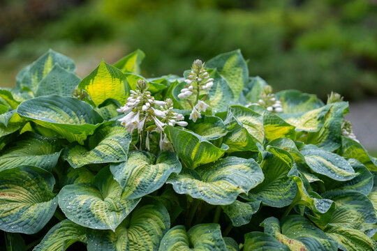 Hosta &lsquo;Great Expectations&rsquo;, plantain lily, a perennial with large, heavily puckered heart-shaped leaves, broad blue-green margins and creamy yellow to white variegated centers. 