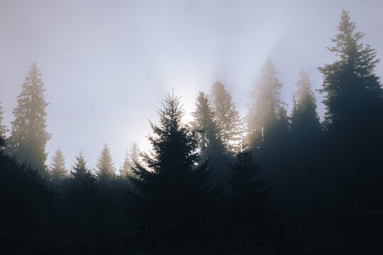 Serene evergreen forest landscape illuminated by soft golden sunlight. Tall spruce and coniferous trees form a dark forest silhouette against a bright hazy sky, creating a peaceful atmospheric scene