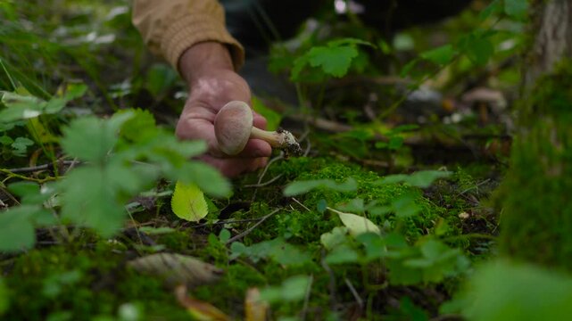 Close up of a man reaching out his hand to pick a small wild mycena mushroom from the mossy ground in an autumn forest with a static camera shot.
