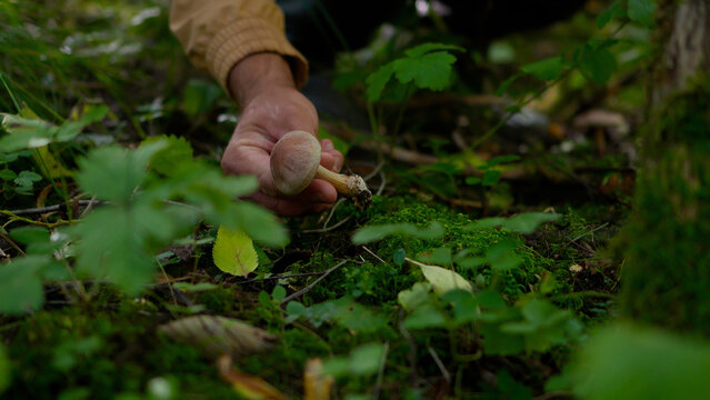 Close up of a man's hand harvesting a wild bonnet mushroom growing on a green mossy forest floor.