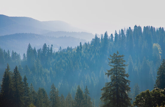 Atmospheric Carpathian mountain landscape with forest-covered slopes, spruce and other evergreen trees disappearing into soft morning or evening mist. Gentle natural light creates a peaceful, layered