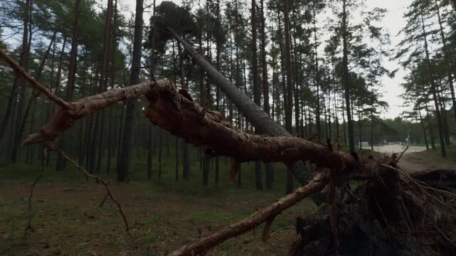 Fallen pine tree trunk crossing forest clearing with tall trees and overcast light