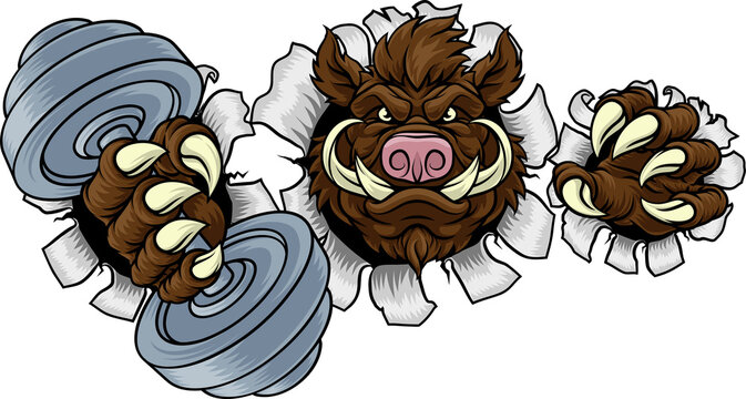A wild boar, hog razorback warthog pig weight lifting trainer, exercise or body building gym cartoon sports mascot holding weights dumbbell