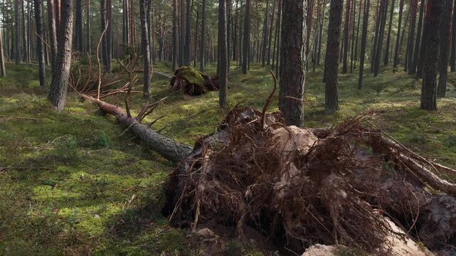 Uprooted pine tree lying across mossy forest floor inside quiet dense woodland