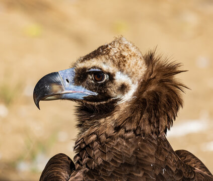 Vulture with hooked beak and feathered neck