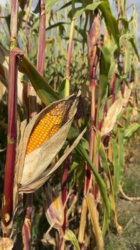 Corn Field in Autumn with Golden Harvest Crops vertical 4k