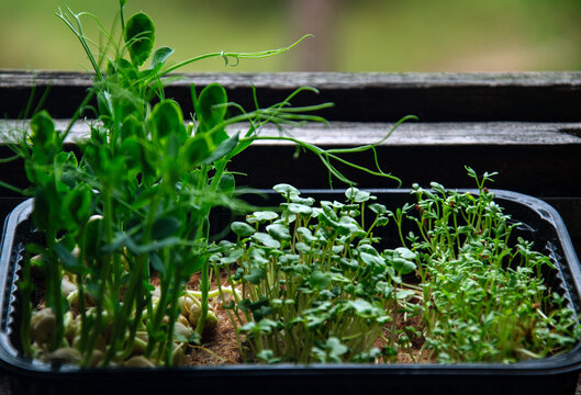 Freshly grown microgreens in a black plastic tray on a wooden surface