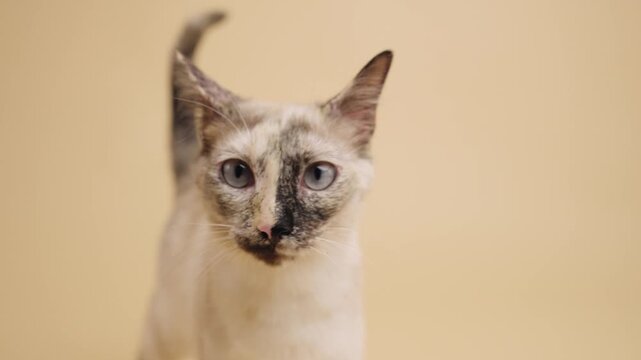 Beautiful siamese cat with blue eyes and tortie point markings staring curiously at the camera, licking its mouth and walking away