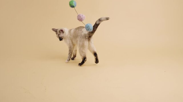 Active young siamese cat playing with a colorful hanging ball toy. This curious and playful kitten jumps and bats at the object having fun