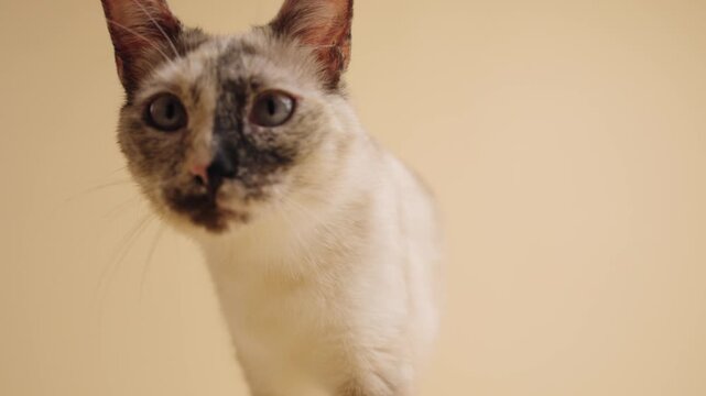 Adorable tortoiseshell point cat with blue eyes walking towards the camera. The curious and playful feline then sits and looks around
