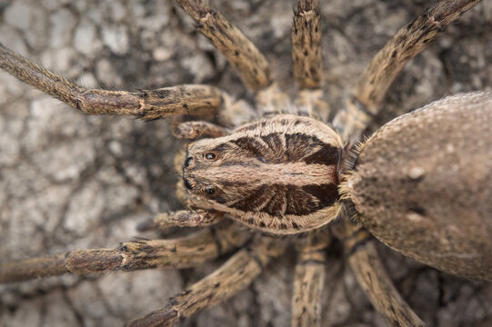 top view of a wolf spider