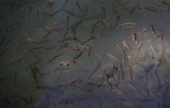 a group of small fishes in a lake