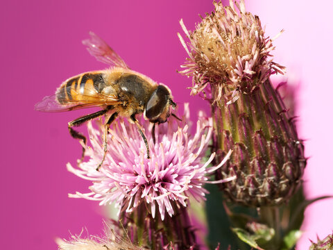 &Eacute;ristale tenace (Eristalis tenax) butinant un Chardon &agrave; p&eacute;doncules nus (Carduus defloratus) &agrave; Tignes dans les Alpes fran&ccedil;aises