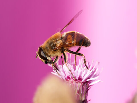 &Eacute;ristale tenace (Eristalis tenax) butinant un Chardon &agrave; p&eacute;doncules nus (Carduus defloratus) &agrave; Tignes dans les Alpes fran&ccedil;aises