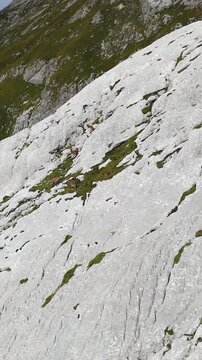 Alpine Chamois herd navigate steep rock face in Julian Alps. Vertical aerial