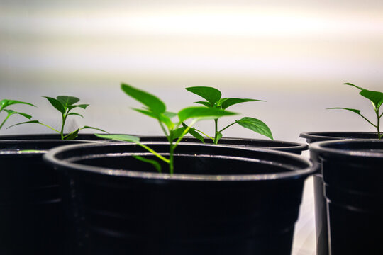 Small pepper plants growing in black pots indoors under grow lights during spring season to prepare for home gardening