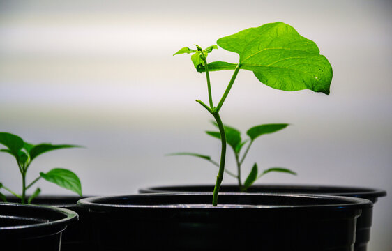 Young vegetable sprouts growing in black plastic pots under home lighting during spring for domestic organic gardening