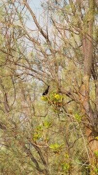 Vertical close-up of a male Palestine sunbird (Cinnyris osea) perched among tangled branches and fresh foliage in Jordan, showing its dark plumage in a dry woodland habitat.
