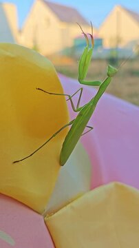 Vertical macro shot of a green praying mantis standing still in attack posture, with blurred houses in the background outdoors.