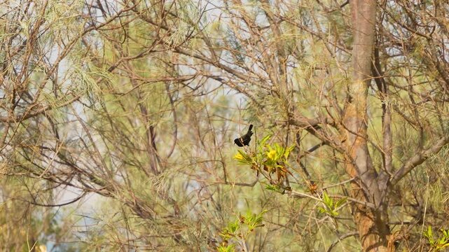 Handheld, Palestine sunbird (Cinnyris osea) perched among branches in Jordan, surrounded by dense woodland vegetation in its natural habitat