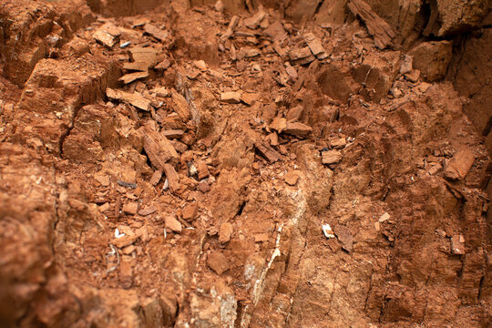 Heartwood of an old felled tree