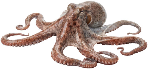 Fresh raw octopus on black background. © Basiron