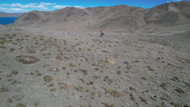 Aerial view of Tibetan wild asses running across high plateau