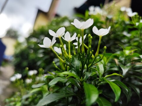 This photo was taken in 2024 in Rumah Tiga Village, Ambon City, Maluku, Indonesia. A simple flower, captured in an ordinary moment, but preserving a little piece of the natural beauty of Ambon. 