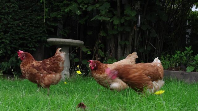 A small flock of ex Battery Hens foraging in a back garden. UK