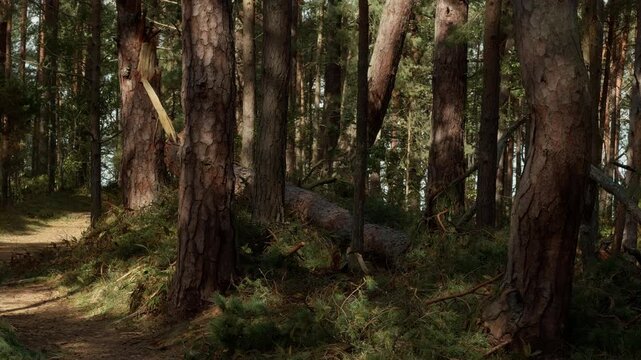 Damaged pine forest with fallen trunk and narrow woodland path under soft daylight