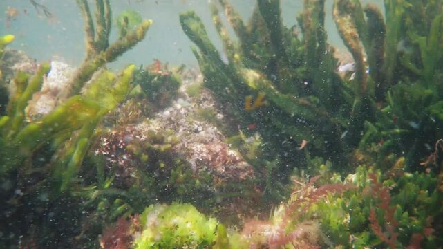 4K underwater shot of green and red sea algae swaying softly in the ocean current on a rocky reef floor. Clear view of marine flora, suspended particles, and natural aquatic ecosystem movement.