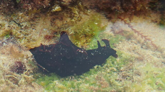 4K top-down shot of a dark sea hare mollusk slowly crawling over algae-covered seabed in shallow water. Detailed video of a marine gastropod moving across a sandy tide pool ecosystem.