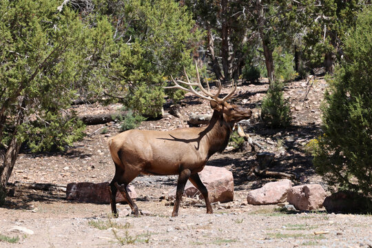 Bull Elk in the Spring Mountains National Recreation Area